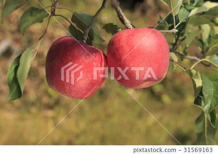 Apple 31569163