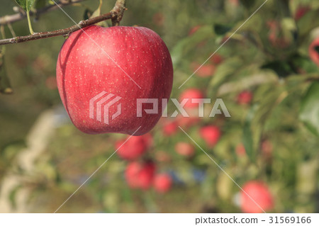 Apple 31569166
