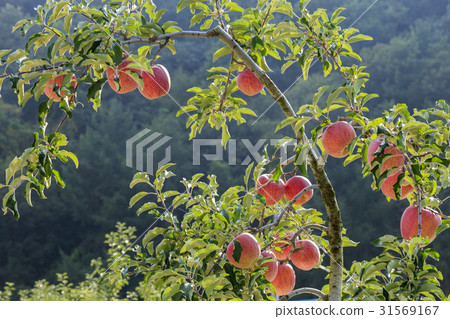 Apple, mungyeong city, gyeongbuk 31569167