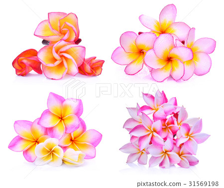 set of frangipani or plumeria (tropical flowers)  31569198