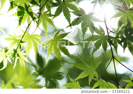 Maple ② Maple ② 31569222