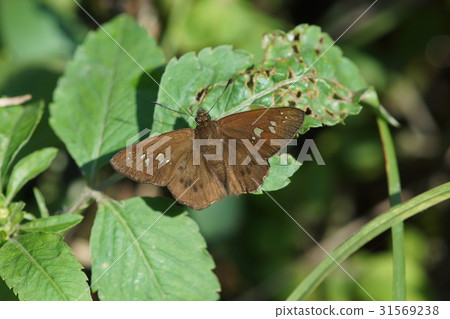 台灣瑟弄蝶 31569238