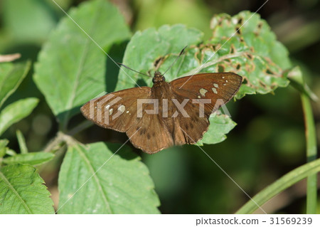 台灣瑟弄蝶 31569239