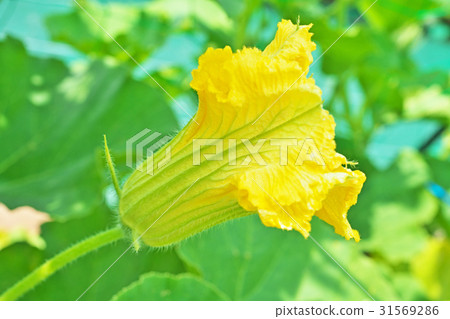 南瓜黃色的花朵 南瓜黃色的花朵 31569286