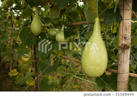 Lagenaria siceraria vegetable Lagenaria siceraria vegetable 31569444