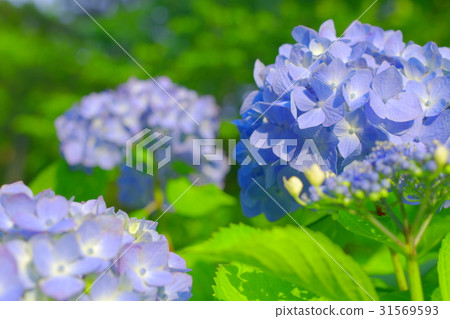 Light blue hydrangea Light blue hydrangea 31569593