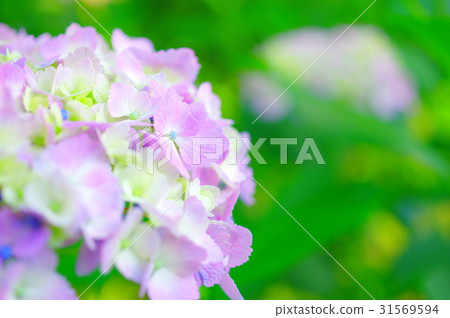 Lily purple hydrangea Lily purple hydrangea 31569594