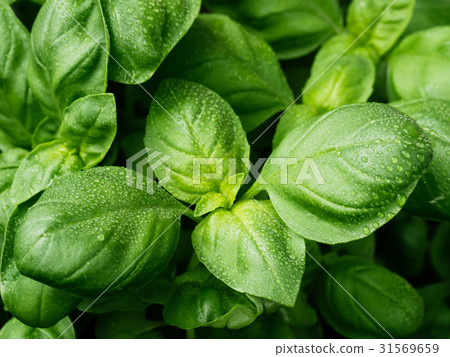 fresh basil leaves 31569659