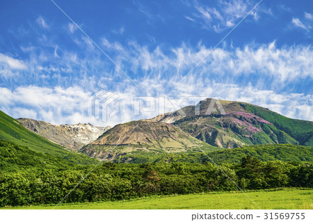 The early summer tadelic moorland The early summer tadelic moorland 31569755
