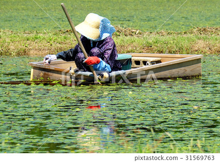 Harvesting of springs picking three kinds of towns 31569763