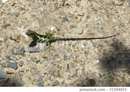 斯文豪氏攀蜥 斯文豪氏攀蜥 31569855