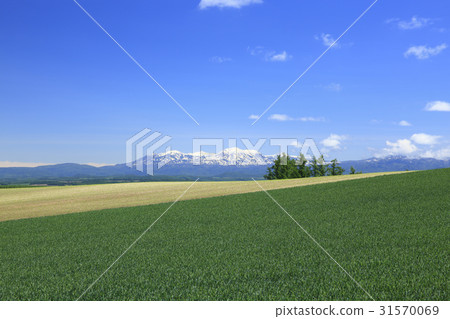 Mt. Kamifurano-cho Hokkaido Mt. Snowy mountain with snow and extensive wheat field 31570069