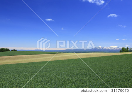 Mt. Kamifurano-cho Hokkaido Mt. Snowy mountain with snow and extensive wheat field Mt. Kamifurano-cho Hokkaido Mt. Snowy mountain with snow and extensive wheat field 31570070