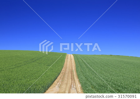 Hokkaido Biei-cho Wheat field 31570091