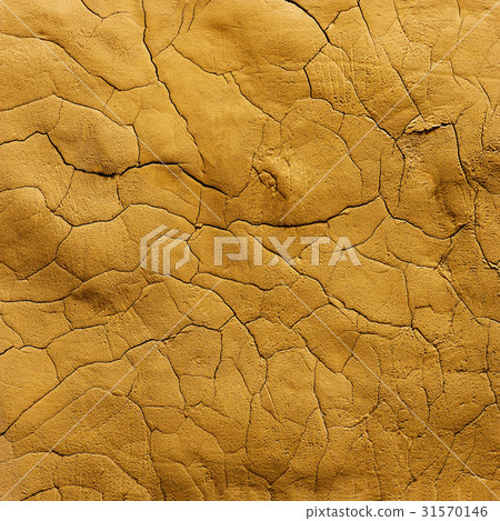 offshoot, dry, ground 31570146