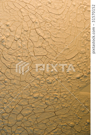 offshoot, Brown, dry 31570152