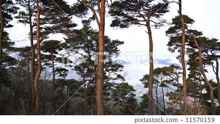 Pine, Boryeong, Chungnam 31570159