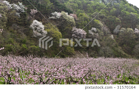 Dohwa, Chilgangsan, Cheongyang, Chungnam Dohwa, Chilgangsan, Cheongyang, Chungnam 31570164