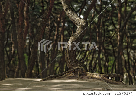 Seoul, Gangnam-gu, Seoul 31570174