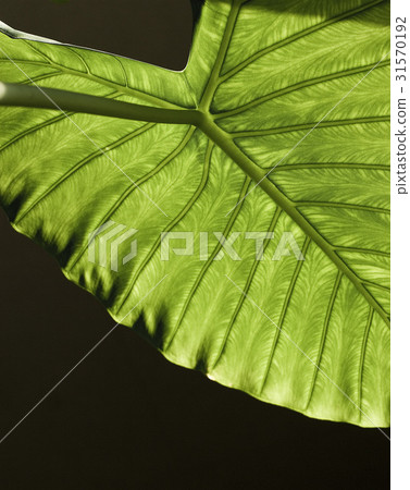 Alocasia Alocasia 31570192