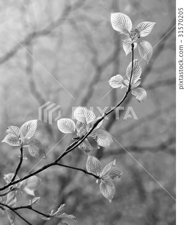 Dogwood Dogwood 31570205