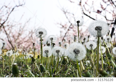 蒲公英 蒲公英 31570220