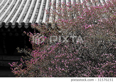 Azalea, Sun-am Temple, Suncheon, Jeonnam Azalea, Sun-am Temple, Suncheon, Jeonnam 31570231