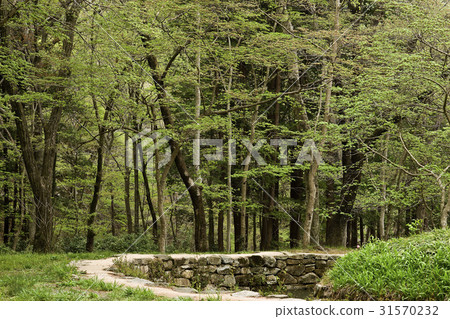 Sunam Temple, Suncheon, Jeonnam 31570232