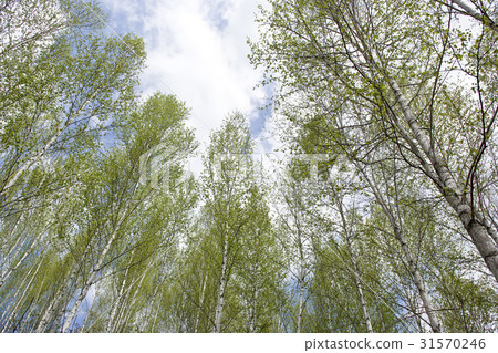 Birch, Hongcheon County, Gangwon Province 31570246