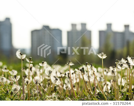 蒲公英 蒲公英 31570264