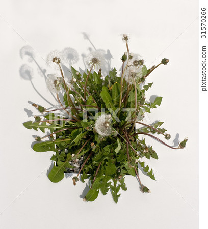 蒲公英 蒲公英 31570266