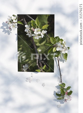 蘋果花 蘋果花 31570271
