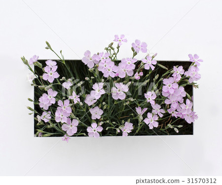 gillyflower gillyflower 31570312