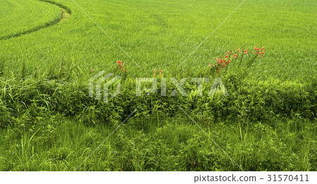 Lily, Boryeong, Chungnam 31570411