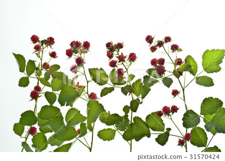 覆盆子 覆盆子 31570424