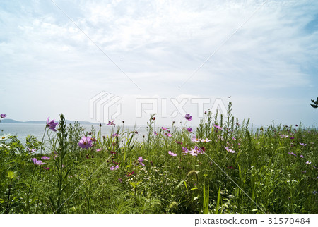 Gunsan City, Jeonbuk 31570484