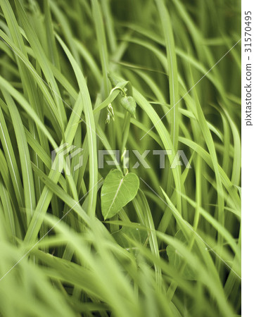 a plant, plant, leaf 31570495