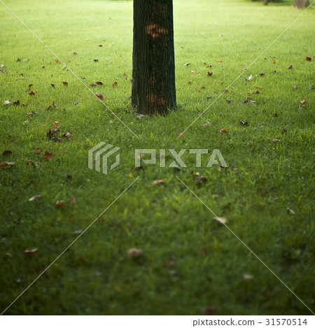 tree, Leaves, leaf 31570514