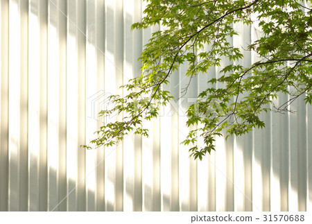 A mountain tree 31570688