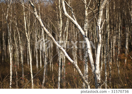 tree, forest, a plant 31570736