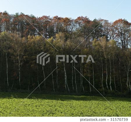 Birch, Pyeongchang-gun, Gangwon-do 31570739