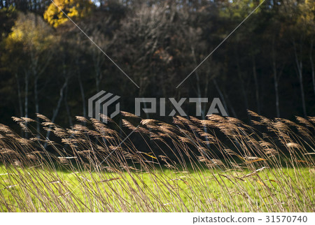 Pyeongchang, Pyeongchang, Gangwon-do 31570740