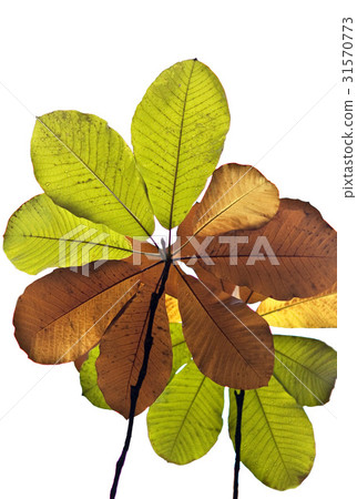 Branches (trees), a plant, plant 31570773