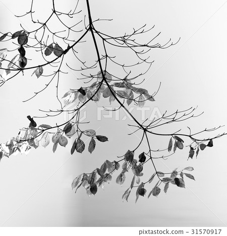 A mountain tree 31570917