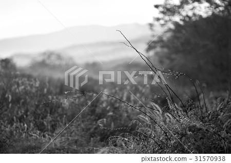 Bellflower, Buyeo-gun, Chungnam Bellflower, Buyeo-gun, Chungnam 31570938