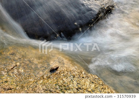 Discovery of Tanishi in clear stream Discovery of Tanishi in clear stream 31570939