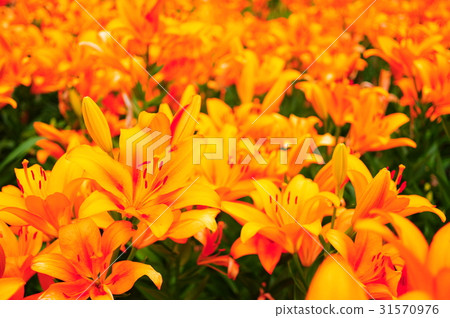 Orange squash lily 31570976