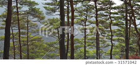 Pine, Sungju, Boryeong, Chungnam 31571042