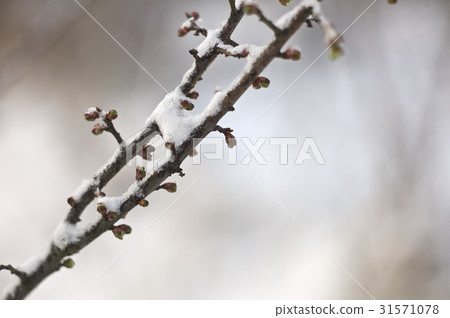cherry cherry 31571078