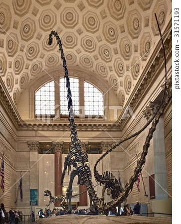 Natural History Museum, Manhattan, New York, USA 31571193